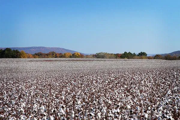 Alabama Snow Soy Wax Melts